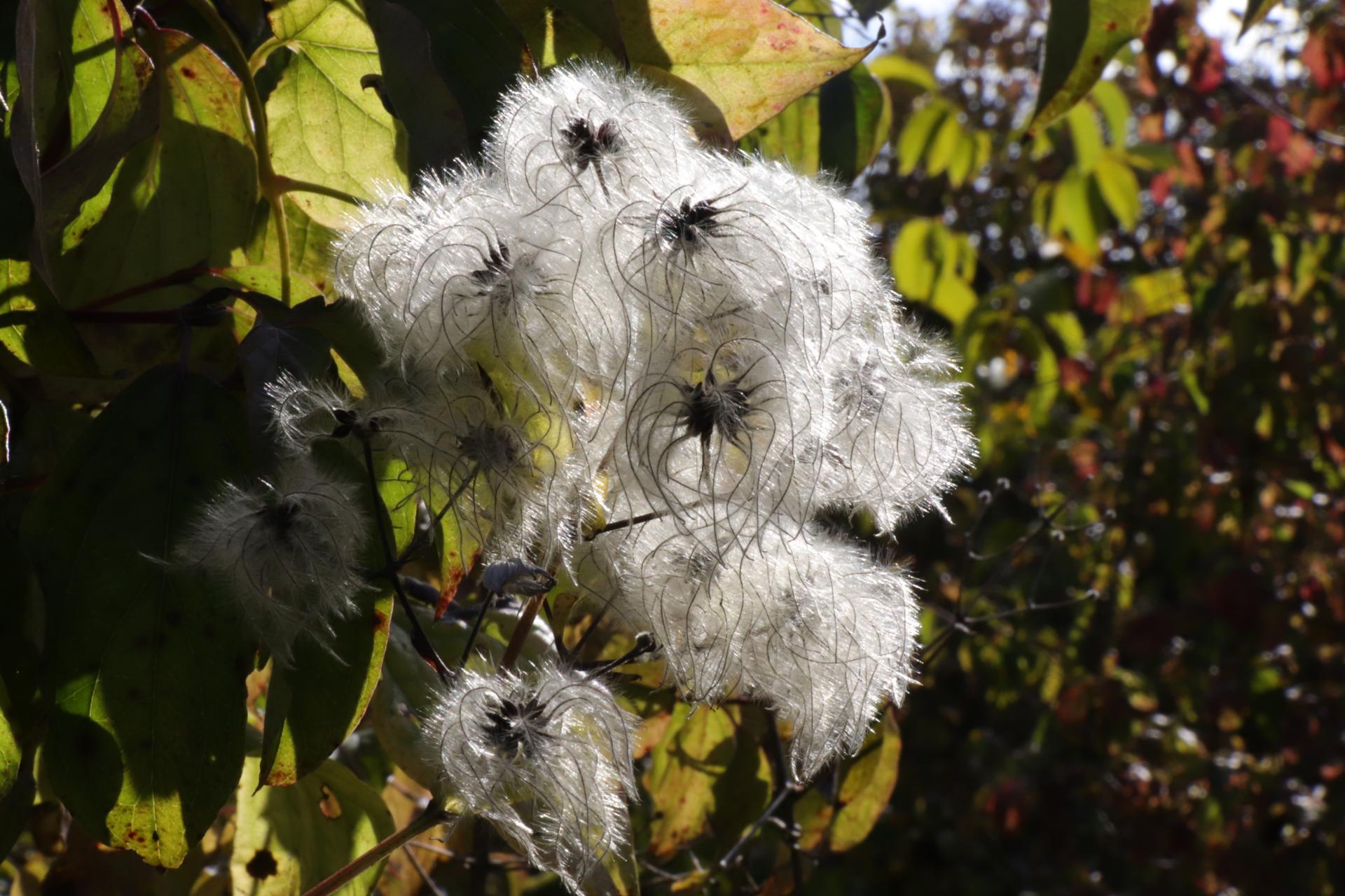 Chevrefeuille hiver