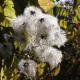 Chevrefeuille hiver